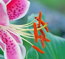 Star by Lisa Jones Caldwell