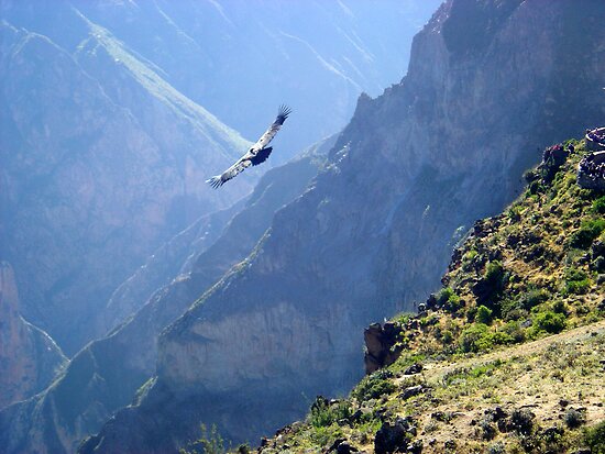 Condors In Peru