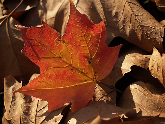 Dried Maple Leaf