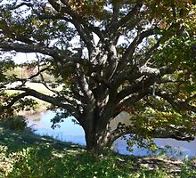 Autumn in Rhode Island | The Old Tree on Beaver River Road by Jack McCabe