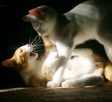 A Small Battle by Christy Taylor