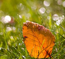 Leaf and Bokeh. by Sherstin Schwartz