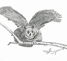 Great Horned Owl: Warning - Pen & Ink by Gordon Pegler
