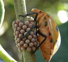 A mother's caring by Anna D'Accione