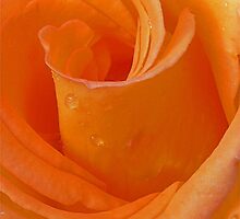 That Special Rose... by Mystic Raven 9