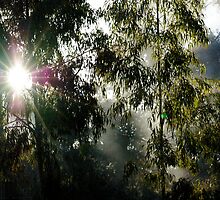 Smoking Sunshine by Baxter Lindeman