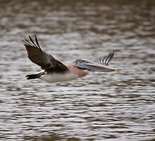 Brown Pelican Review Pass by Andreas Mueller