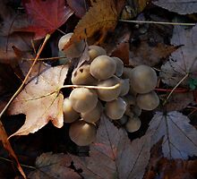 Buried srooms by Jeff Stroud