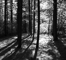 Black and White Medley by rdshaw