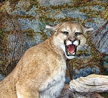 Agitated by WJPhotography
