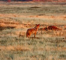 Where is that mouse? by flyfish70