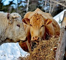 The Mr. & Mrs. Dinning Out by Kathleen Daley