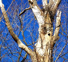 White Bark Tree by Gillwho