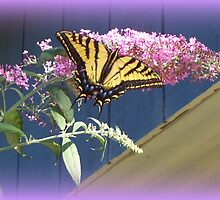 Butterflys by heechasky