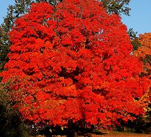 MAPLE by Ginger Barritt