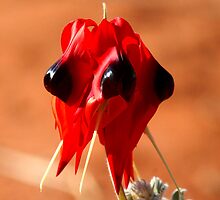 Desert Pea by tarnyacox