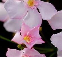 Pink Smiles by DavidROMAN