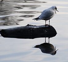 Who's the Fairest of them All ??? by godders