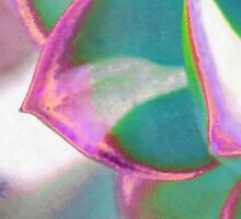 Stained Echevaria by morphingdreams