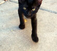 Feral Kitten by down23