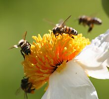 Bees at work by Sue Jaeschke