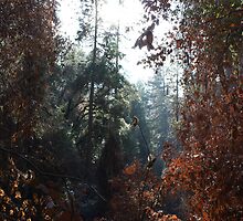 Fire & Life by Laurie Puglia