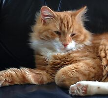 Ziggy by steelwagon