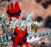 Sturt's Desert Pea by robert murray