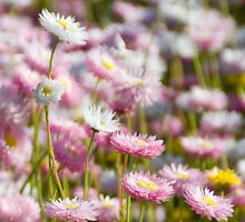 a floral affair... by Ian Robertson