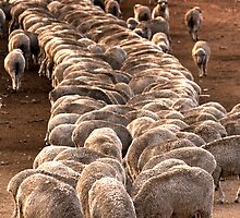 Get in line! by Paul Grinzi