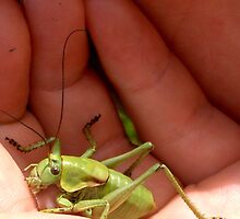 Bug by Kelsey Chesterfield