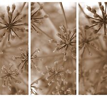 Parsley Heads - Triptych by Kitsmumma