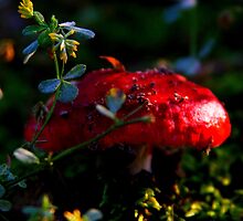 RED MUSHROOM by Ginger Barritt