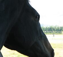 From the saddle by Karen Doidge