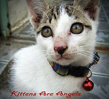Kittens Are Angels With Whiskers by smile4me
