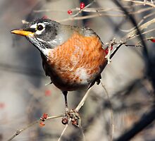 Winter Robin by noffi