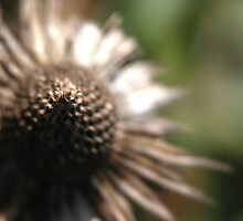 Ecchinecia Purple Coneflower by mnkreations