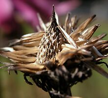 Ecchinecia Purple Coneflower by mnkreations