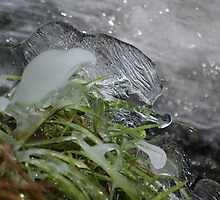 Frozen on the Edge by Pamela Jayne Smith