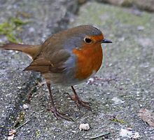 Don't Forget The Robin by Robert Abraham