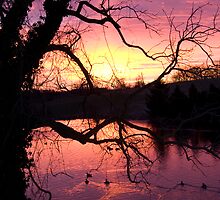 Silhouetted Sunrise by Ann Rodriquez