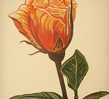 Sundance - Rose by © Linda Callaghan