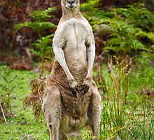Eastern Grey Kangaroo by Darren Stones