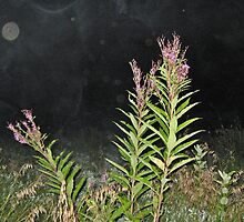 Spirits of the Night by Tracy DeVore