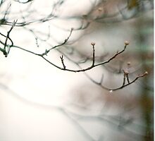 echoes by butchart