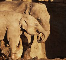 No Tusks Yet! by Franco De Luca Calce