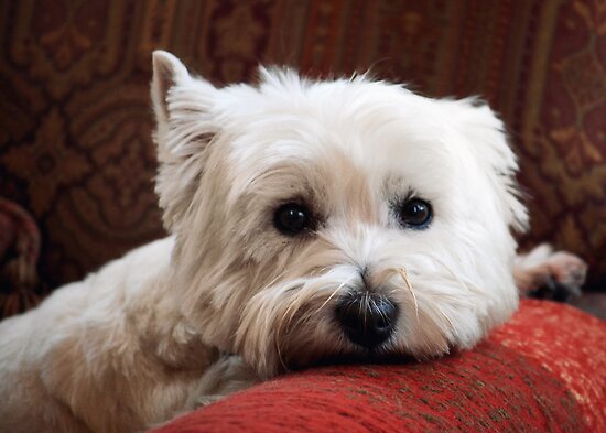 Westie by Nicholas Richardson