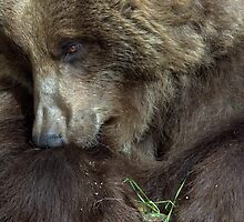 Bashful by Jay Ryser
