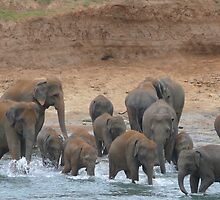 watering place, Sri-Lanka by KaterinaSam