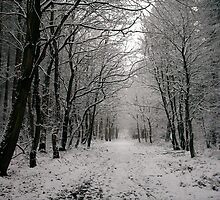 Thieves Wood II by Jan Carlton